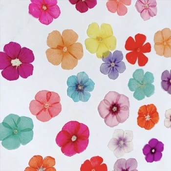 120 adet Preslenmiş Kurutulmuş Karışık Phlox Drummondii Çiçek Bitki Herbaryum Takı Kartpostal Imi telefon kılıfı Davetiye Kartı DIY